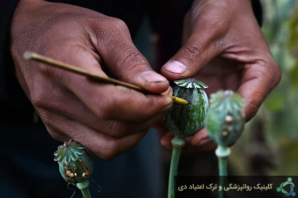اوپیوم