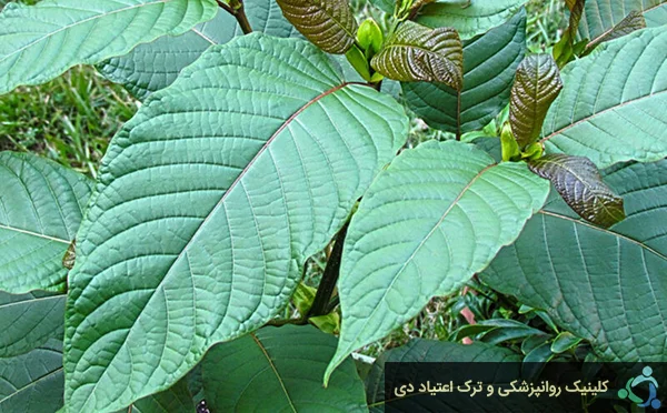 گیاه کراتوم