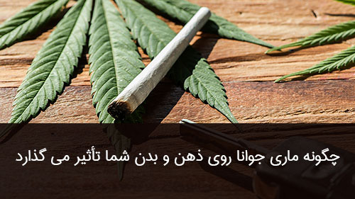 چگونه ماری جوانا روی ذهن و بدن شما تأثیر می گذارد