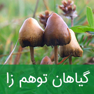 گیاهان توهم زا