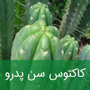 کاکتوس سن پدرو