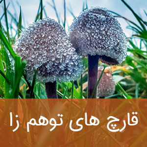 قارچ های توهم زا