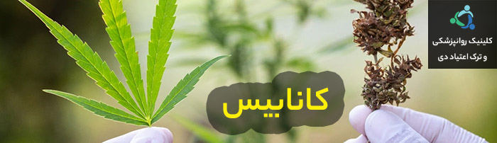 کانابیس
