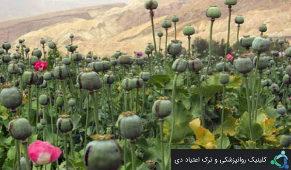 عوارض درمان با مواد افیونی 