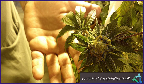 اثرات و عوارض مواد مخدر