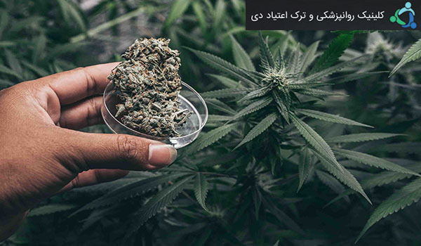 اثرات مصرف حشیش