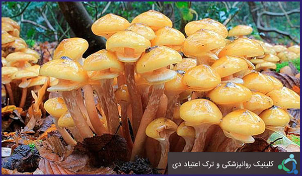 بررسی اعتیاد در خانواده