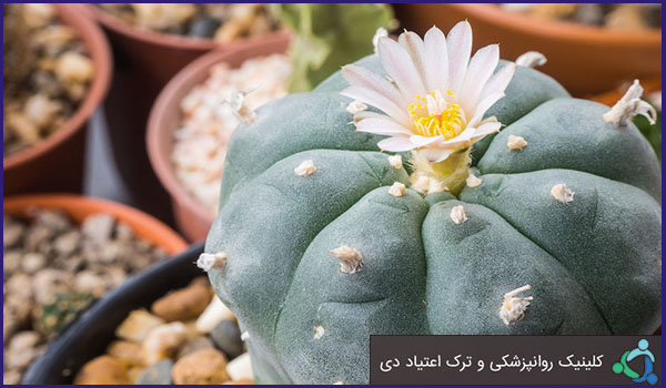 بررسی علل گرایش به اعتیاد