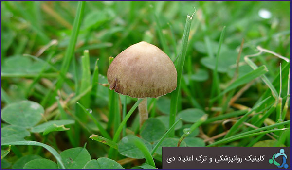 طبقه بندی تجربی مواد مخدر