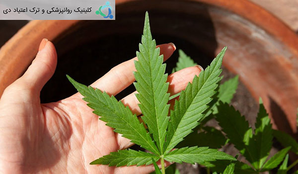 حقایقی در مورد ماری جوانا تفریحی