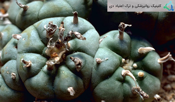 گیاهان توهم زا