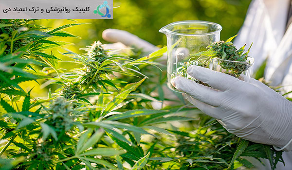تاریخچه استفاده از حشیش