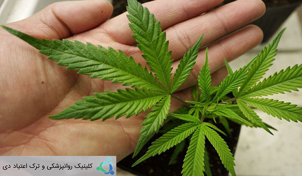 در-مورد-ماری-جوانا-بیشتر-بدانیم