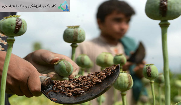 در مورد تریاک بیشتر بدانیم