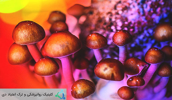 قارچ های جادویی