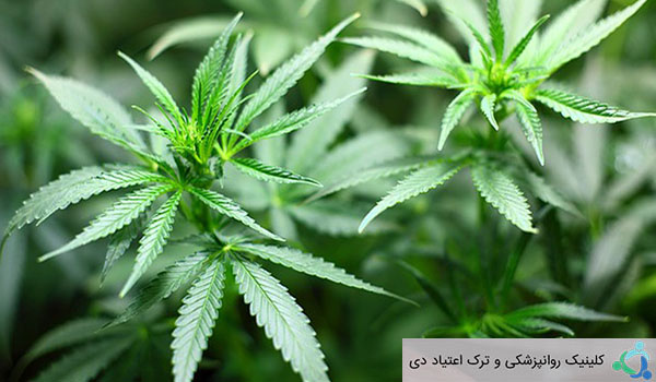 ترکیبات ماری جوانا