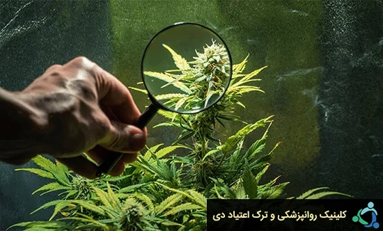 تحقیق در رابطه با ماری‌جوانا طبی