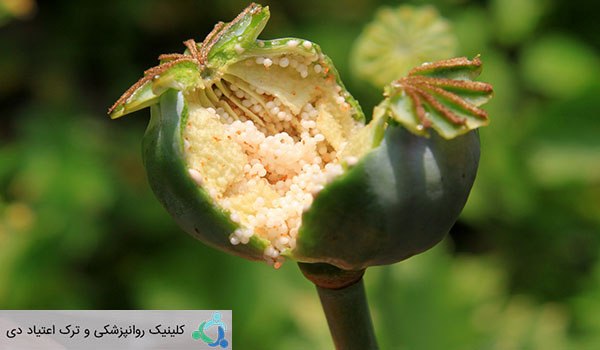 اعتیاد به تریاک
