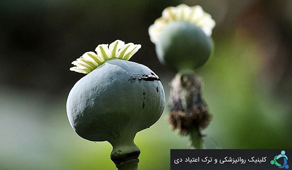 تریا ک کالای مرغوب صادراتی ایران