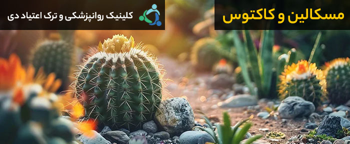 مسکالین و کاکتوس