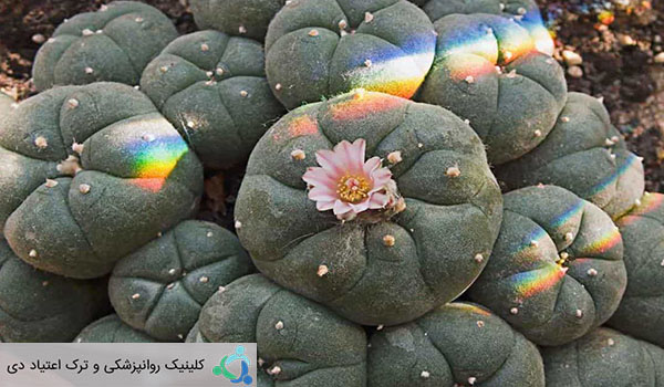 کاکتوس های روانگردان