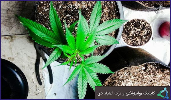 نقش رسانه ها برای کاهش آسیب مواد مخدر