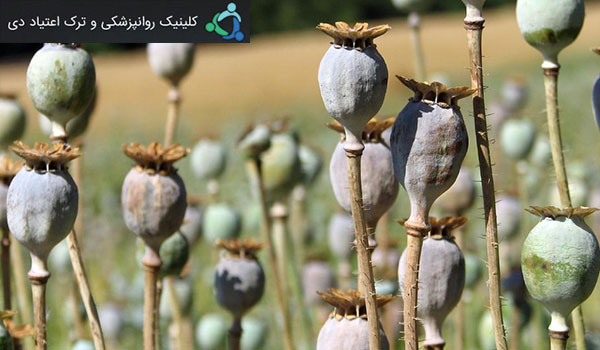 انواع مواد افیونی