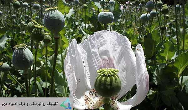 انواع نحوه مصرف تریاک