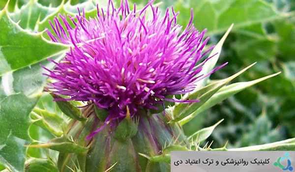 سیلوسایبین چیست